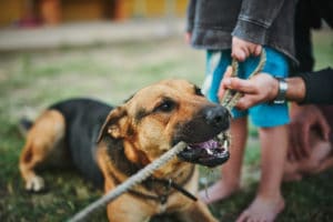 aggressive dog biting a rope
