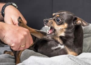 dog bite attack by small dog