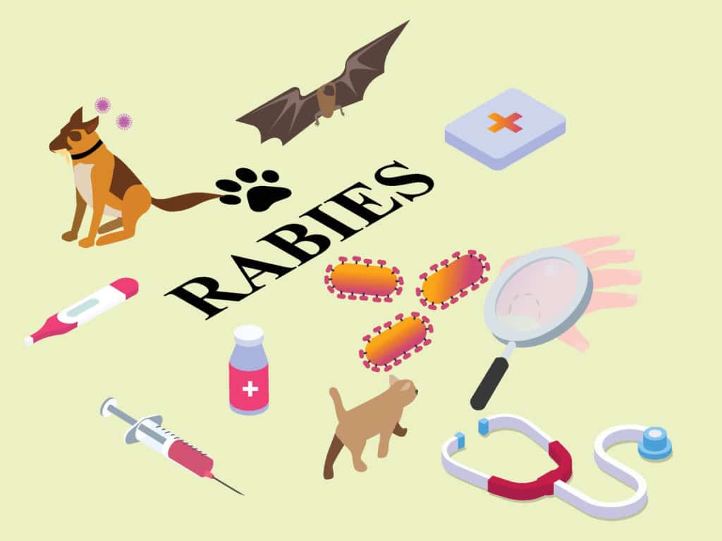 Do I Need a Rabies Shot After a Dog Bite? | Pushchak Law