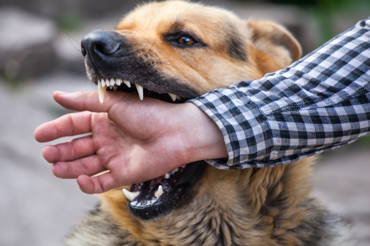 7 Mistakes to Avoid After a Dog Bite Injury (Colorado)