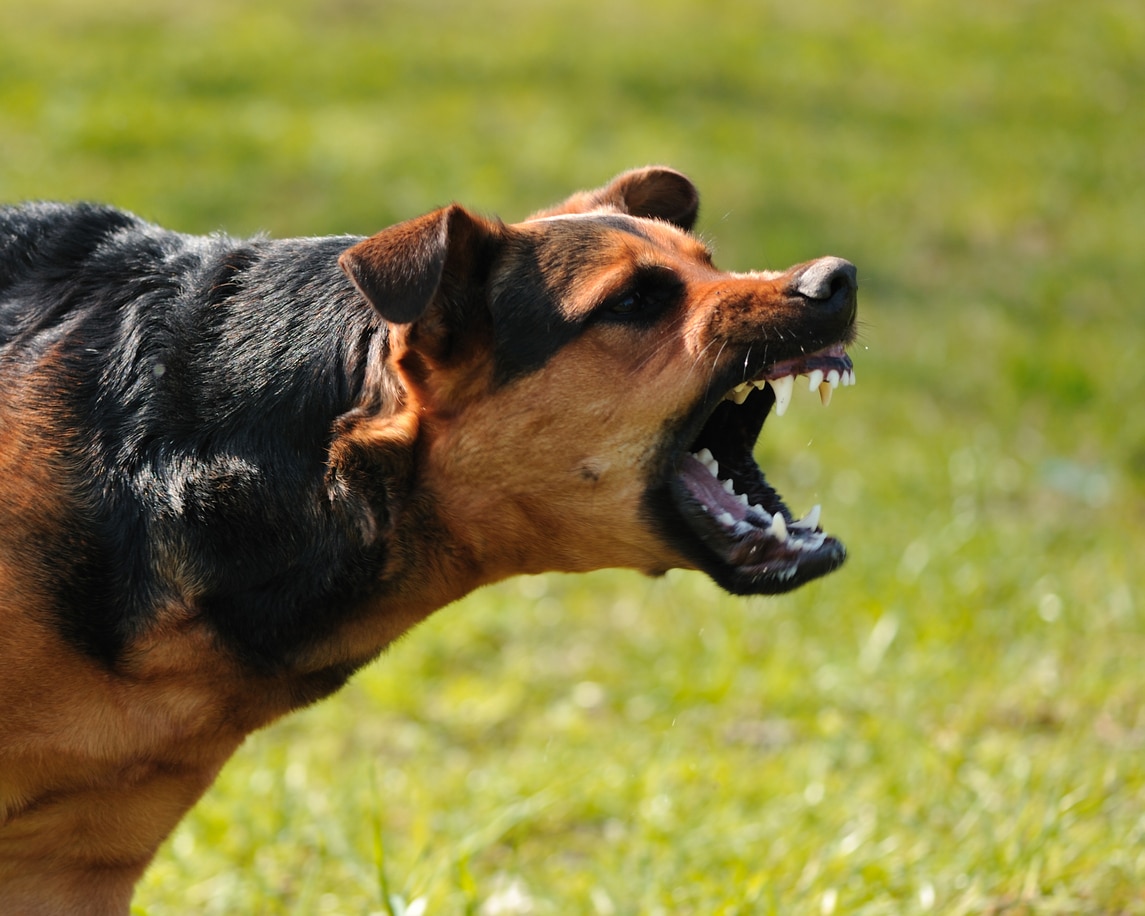 dog bite attack from an aggressive dog