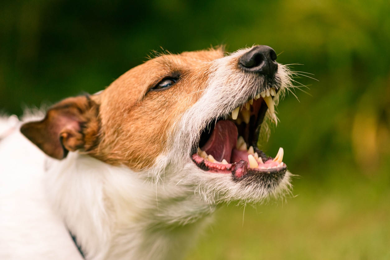 Common Questions About Dog Bite Cases