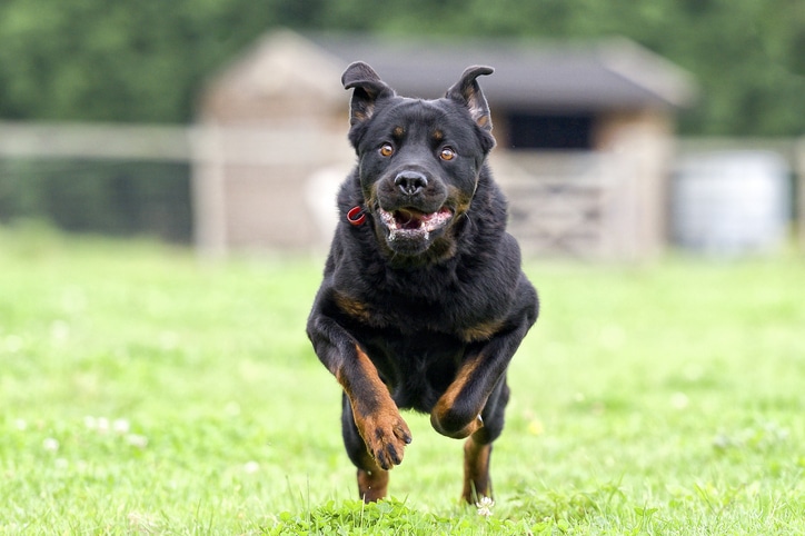 What Is the Dangerous Dog Law in Colorado?