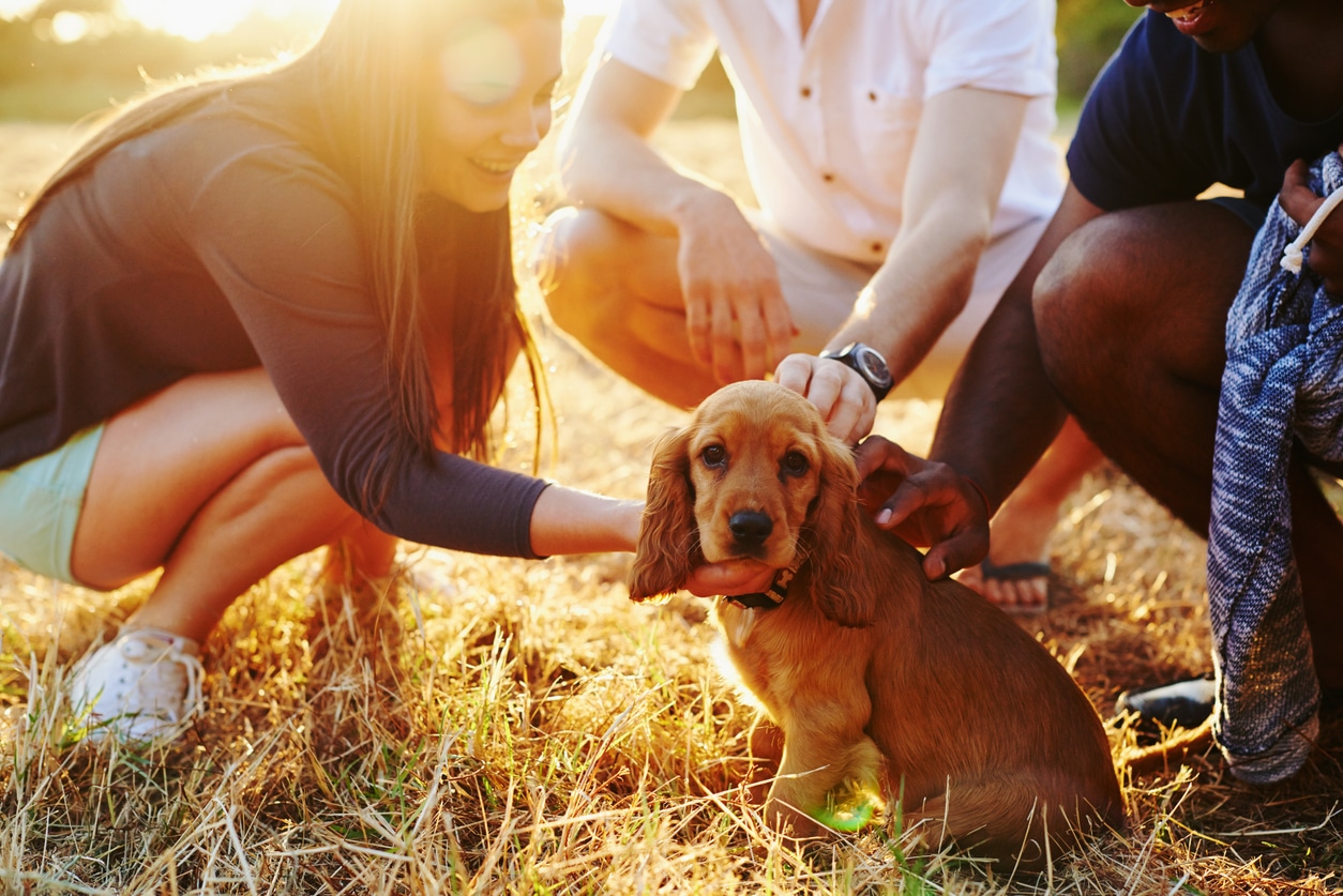 How to Safely Interact with Unfamiliar Dogs