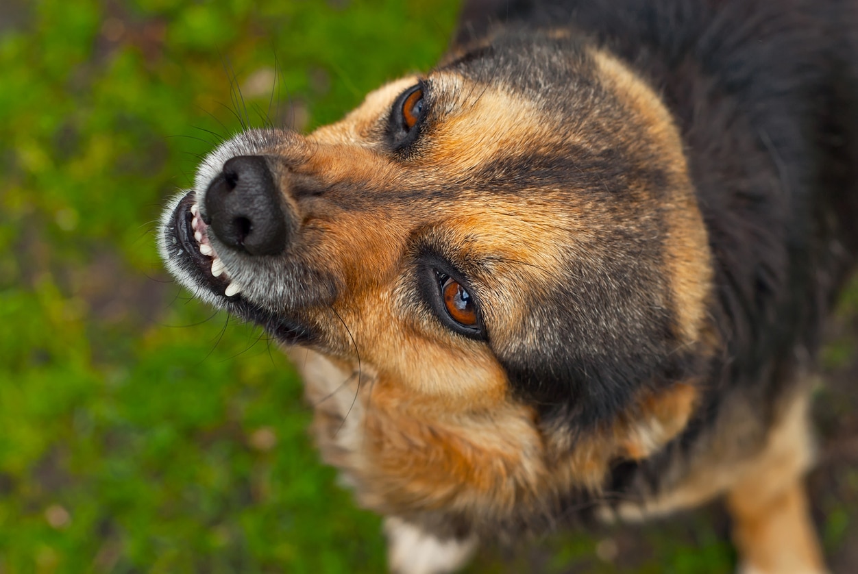 Who Pays for My Injuries in a Dog Bite Case?