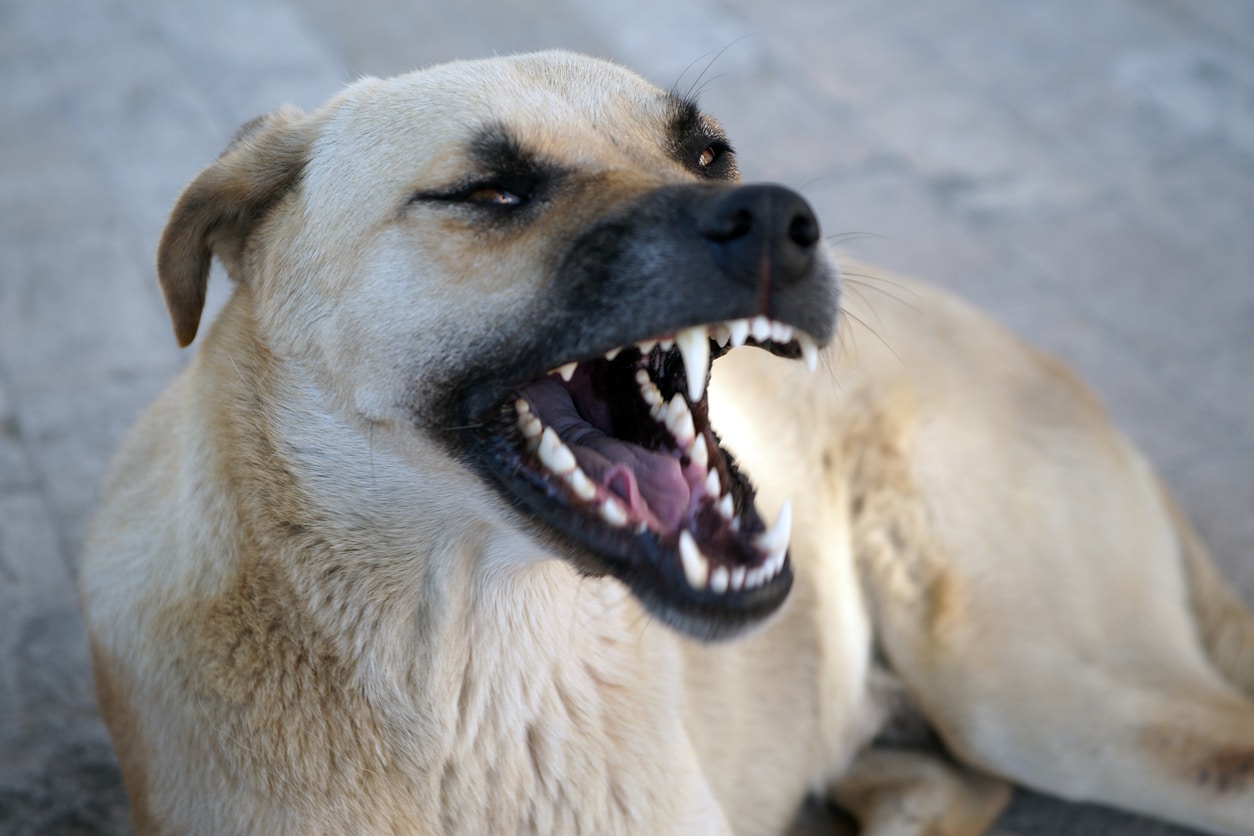 Landlord Liability in Colorado Dog Bite Cases