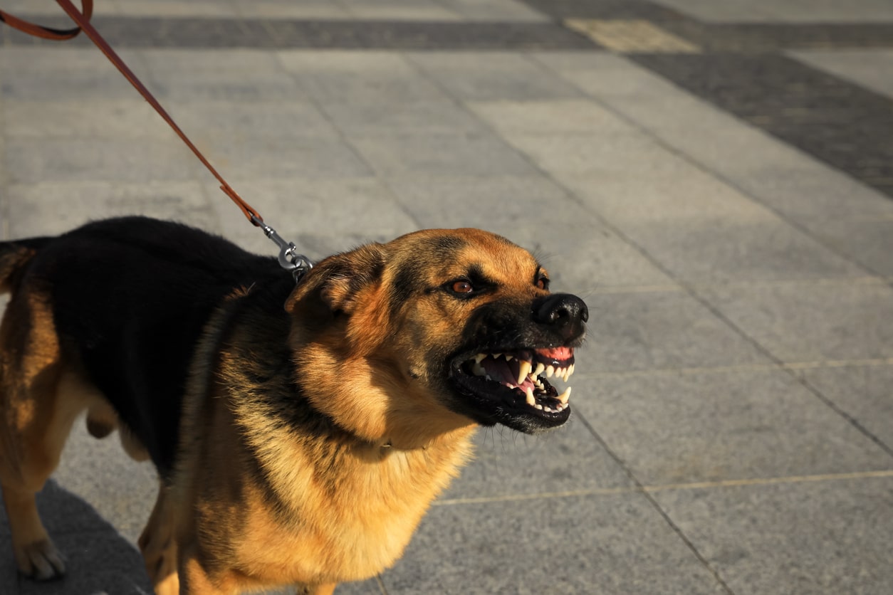 I’ve Been Bitten by a Dog in Denver: What Do I Do?
