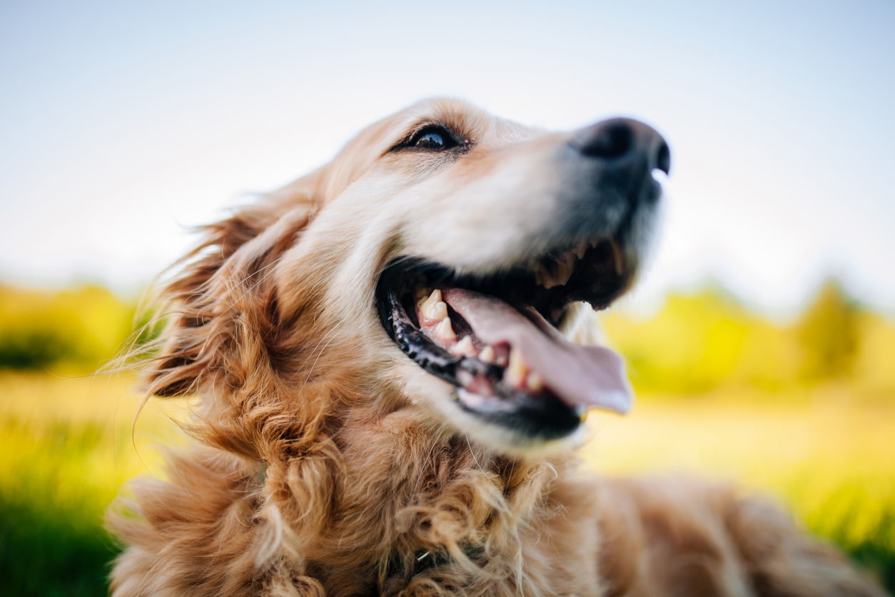 What Is the Role of Socialization in Preventing Dog Aggression?