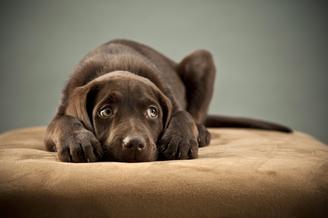 How to Recognize Signs of Fear in Dogs