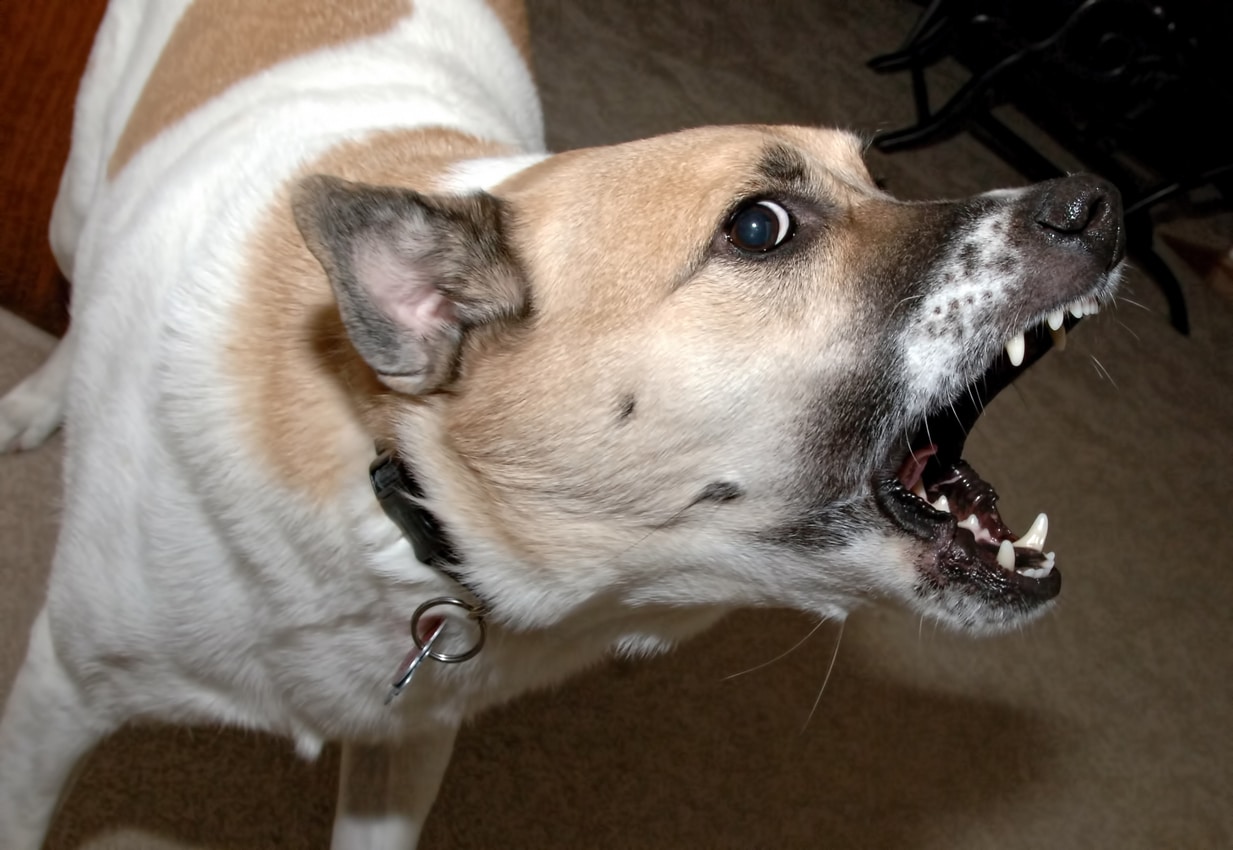 Long-Term Health Effects of Severe Dog Bite Injuries