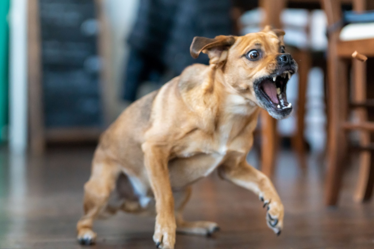 Who Is Liable for Dog Attacks on Private Property?