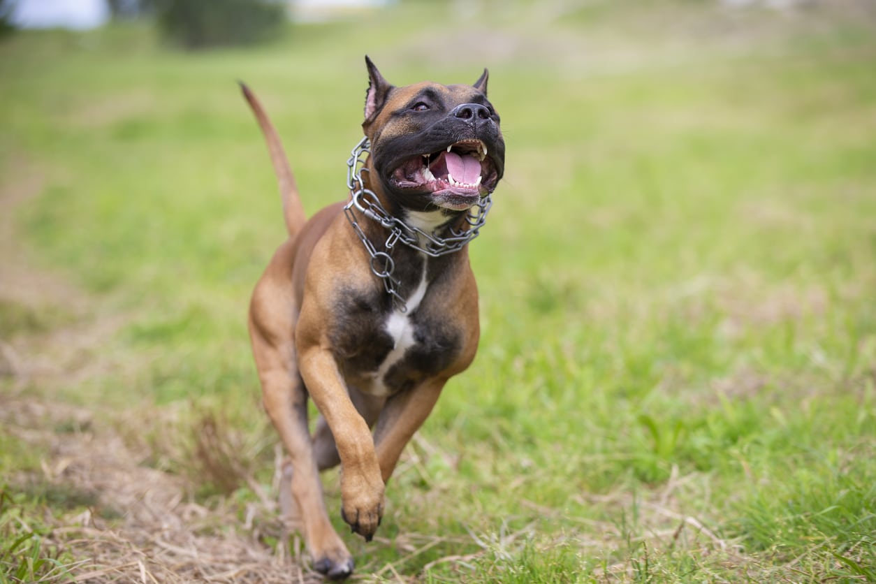 How to Protect Your Rights During Dog Bite Settlement Negotiations