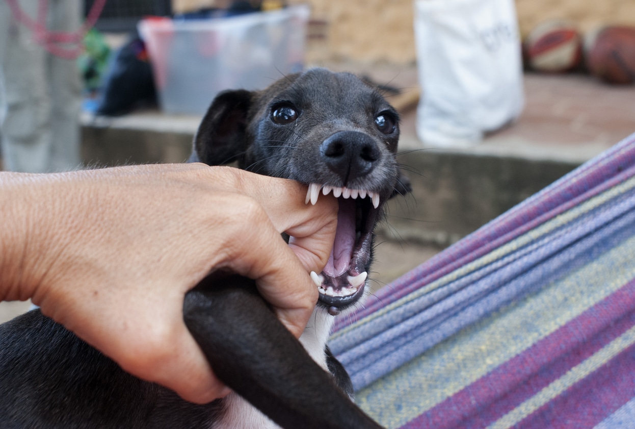 How to Handle a Dog Bite Attack from a Family Member’s Dog