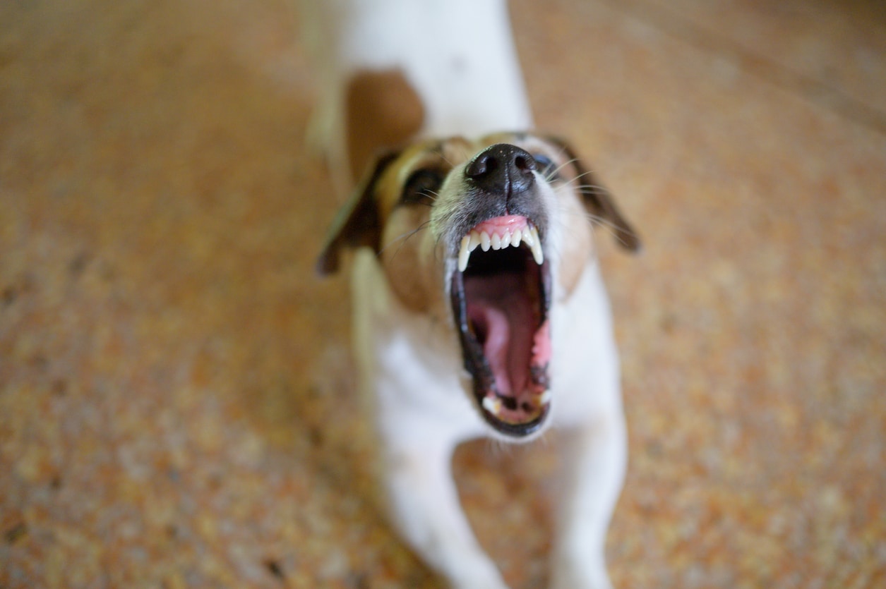 6 Common Causes of Dog Bite Attacks