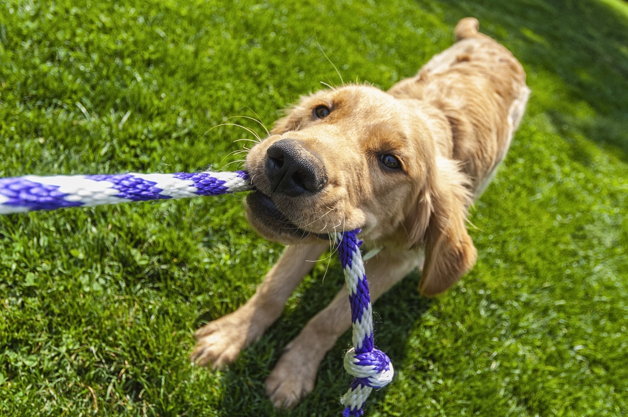 How to Tell the Difference Between Dog Aggression and Playfulness