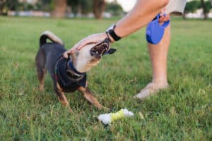 dog bite on public property