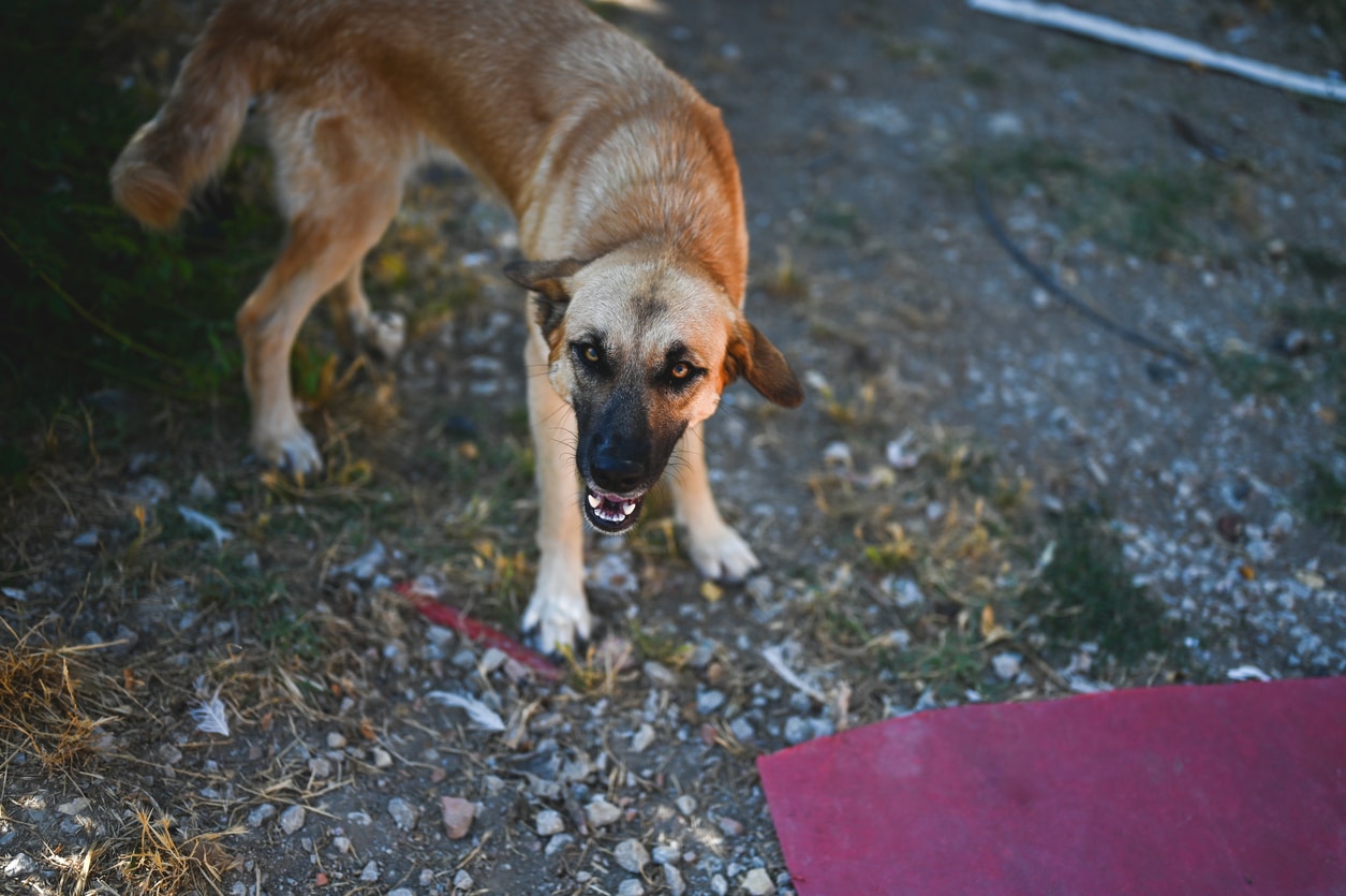 Legal Implications of Dog Bites on Public vs. Private Property