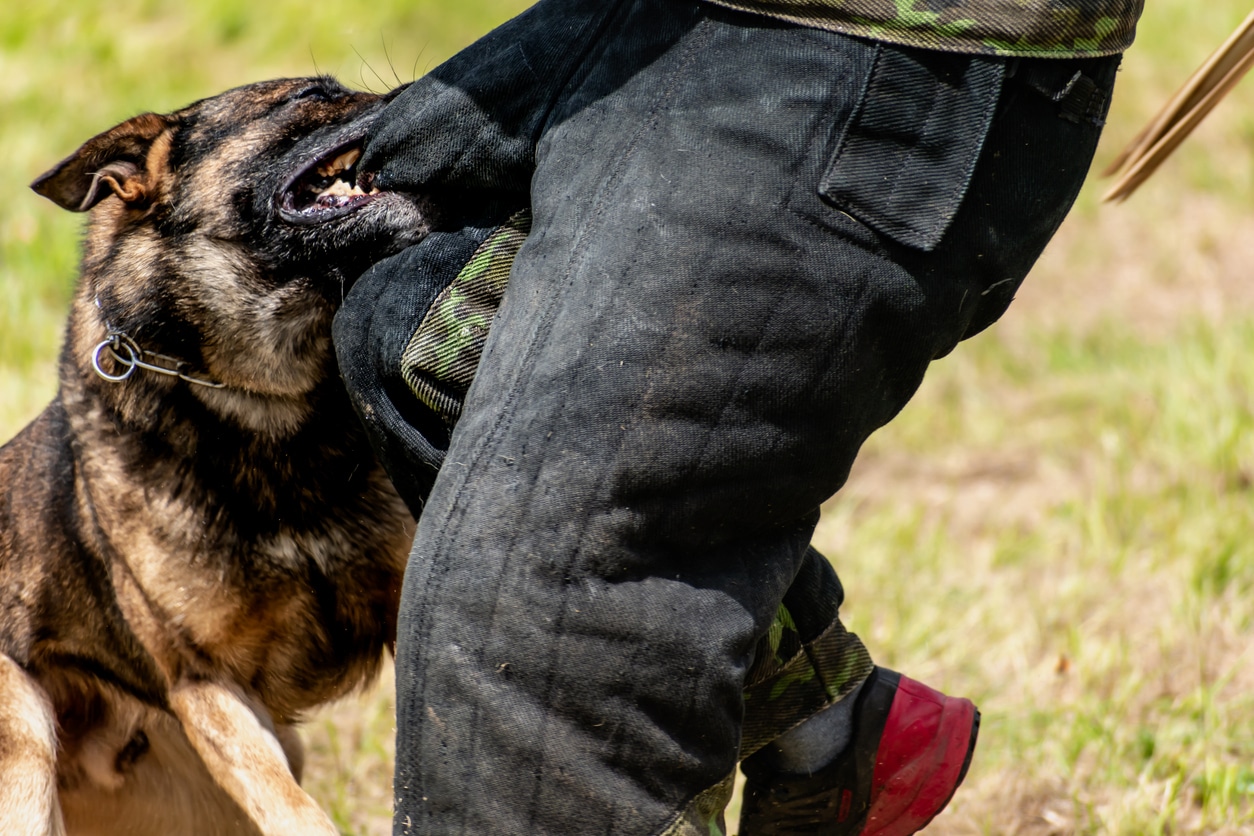 What Are the Most Dangerous Situations for Dog Bite Attacks?