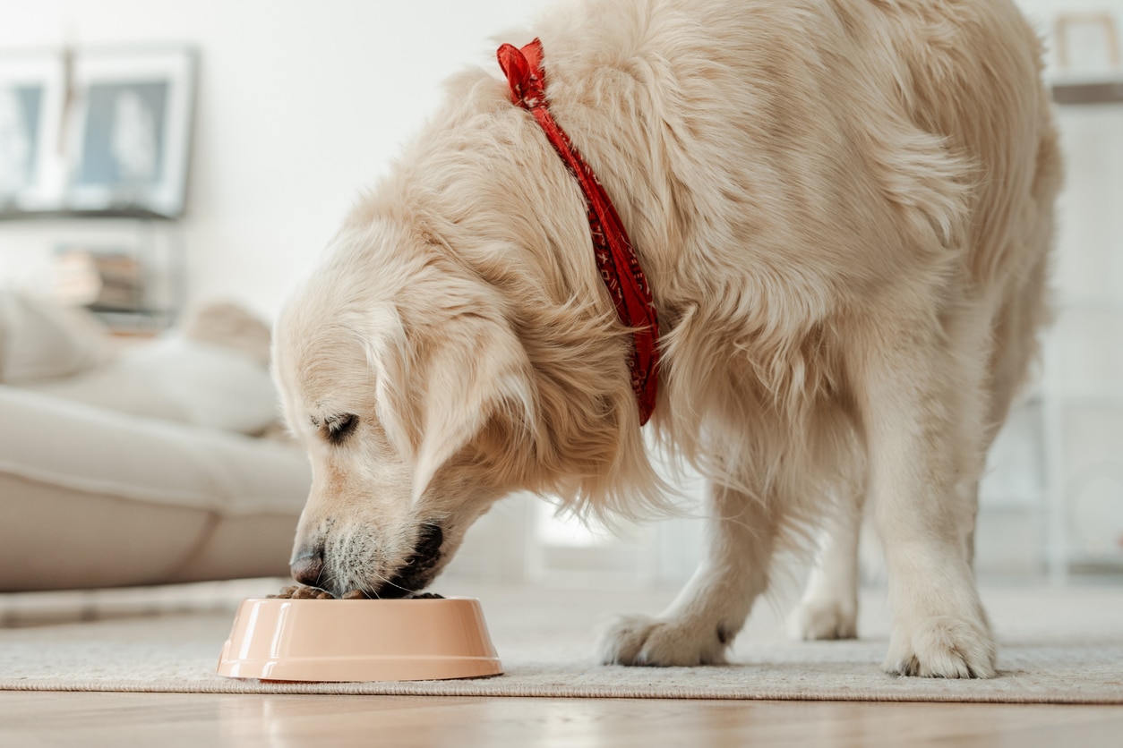 Why You Should Never Approach a Dog While Eating or Sleeping