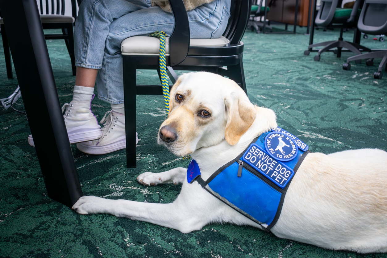 Who Is Liable if I’m Bitten by a Service Dog in Colorado?