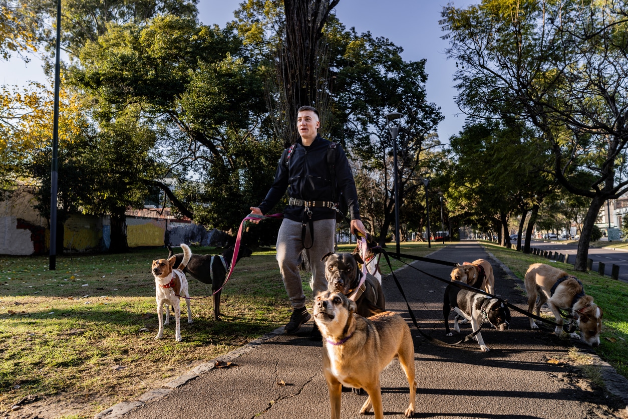 Can a Dog Walker Be Held Liable for a Dog Bite on Their Watch?