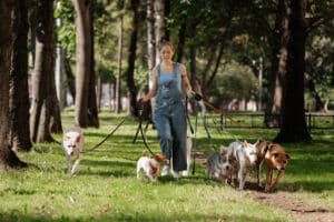 dog walker caring for dogs in a park