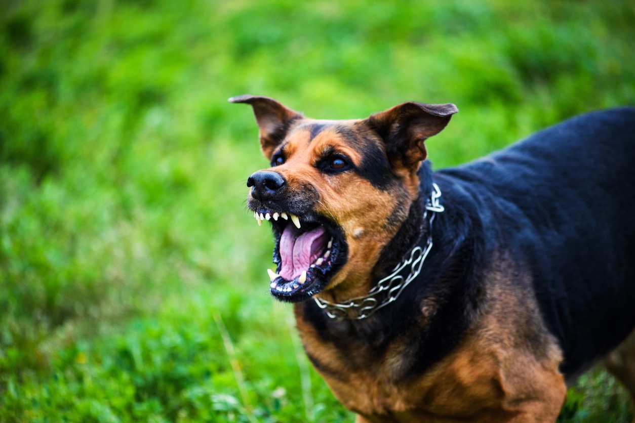 Case Study: Denver Dog Bite Case with $750,000 Recovery