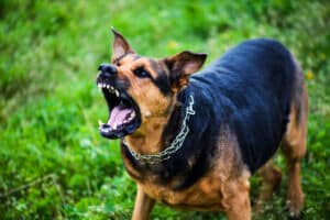 angry dog attacks