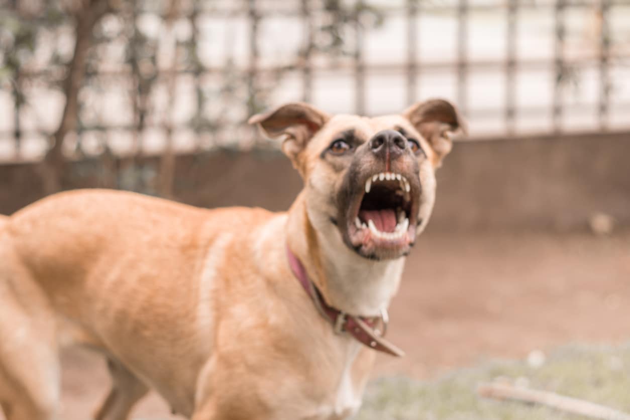 Case Study: Denver-Area Dog Bite Claim with Six Figure Settlement