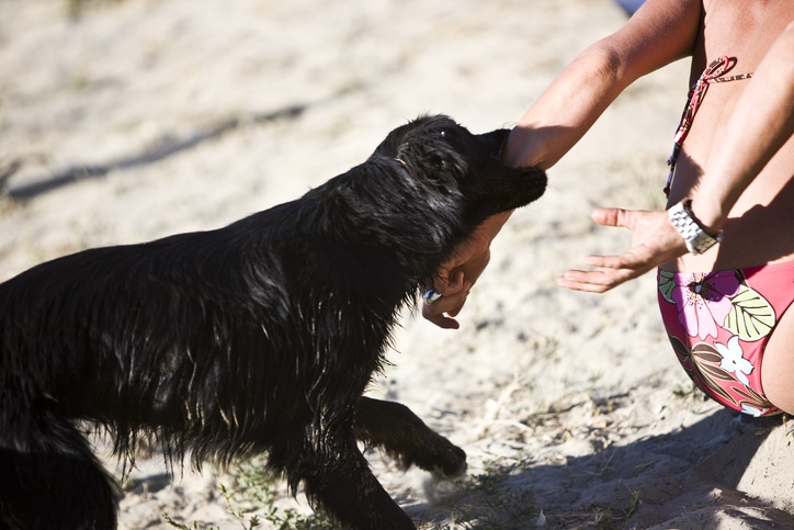 Dog Bite Attorney Brian Pushchak Denver, CO